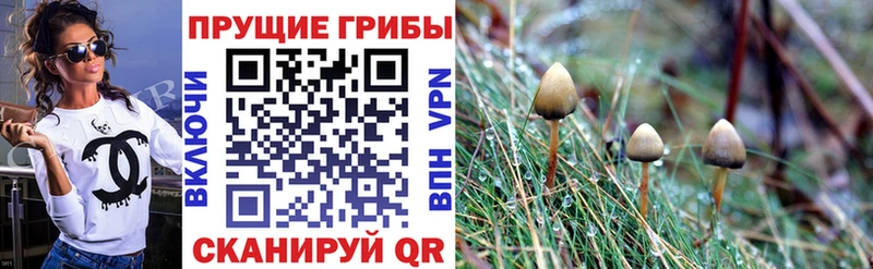 продажа наркотиков  Богданович  Псилоцибиновые грибы Psilocybine cubensis 